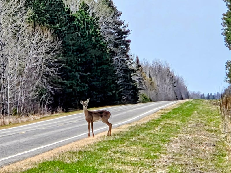 17 County Rd, Mizpah, MN 56660