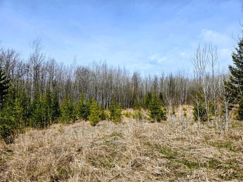 17 County Rd, Mizpah, MN 56660