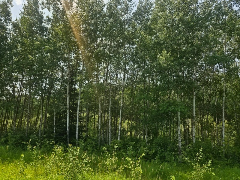 17 County Rd, Mizpah, MN 56660
