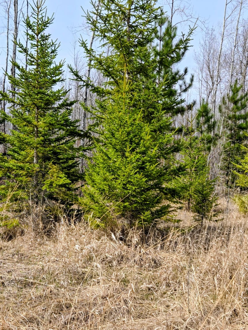 17 County Rd, Mizpah, MN 56660