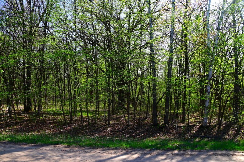 28329 Orchard Dr, Browerville, MN 56438