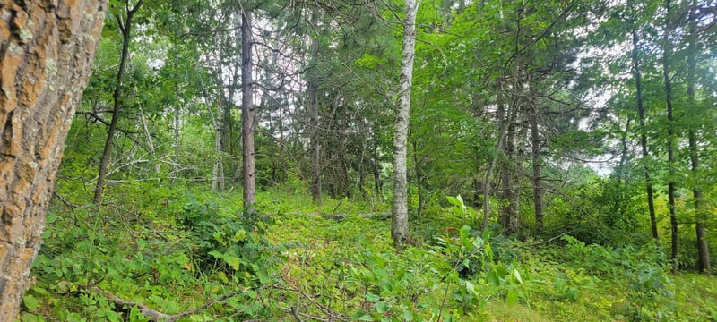 TBD Cedar Rd, Cushing, MN 56443