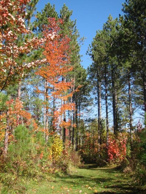 68144 Beaver Tail Rd, Askov, MN 55704