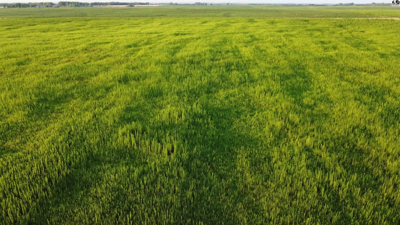 Boundary Rd, Pretty Prairie, KS 67570