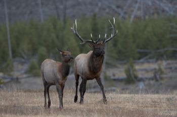 251 Virginia Ave, Leadville, CO 80461