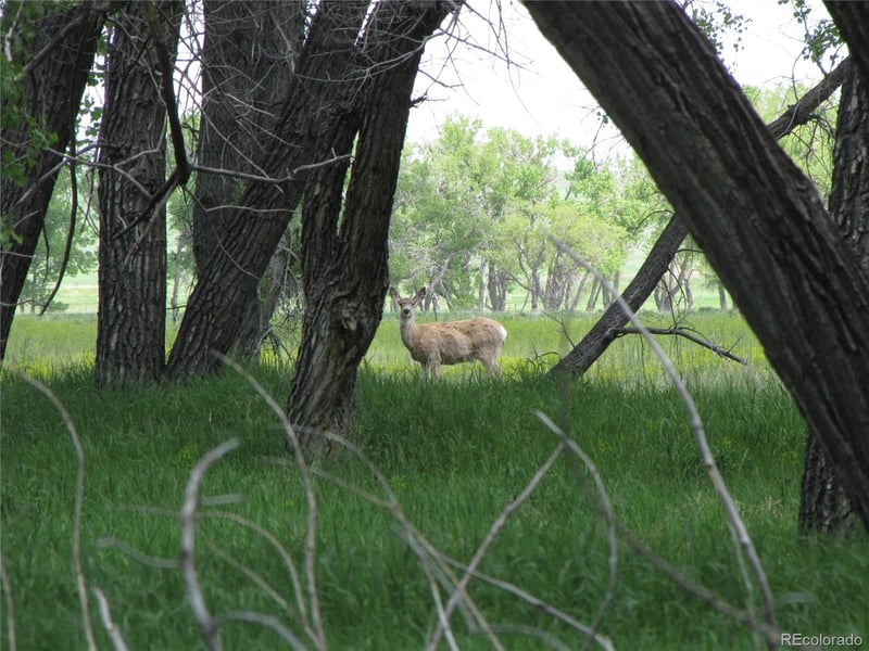 39373 Us Hwy 24, Matheson, CO 80830