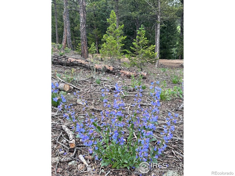 16 Kittle Ct, Lyons, CO 80540