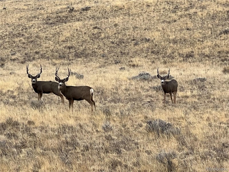 752 County Road 16, Cotopaxi, CO 81223