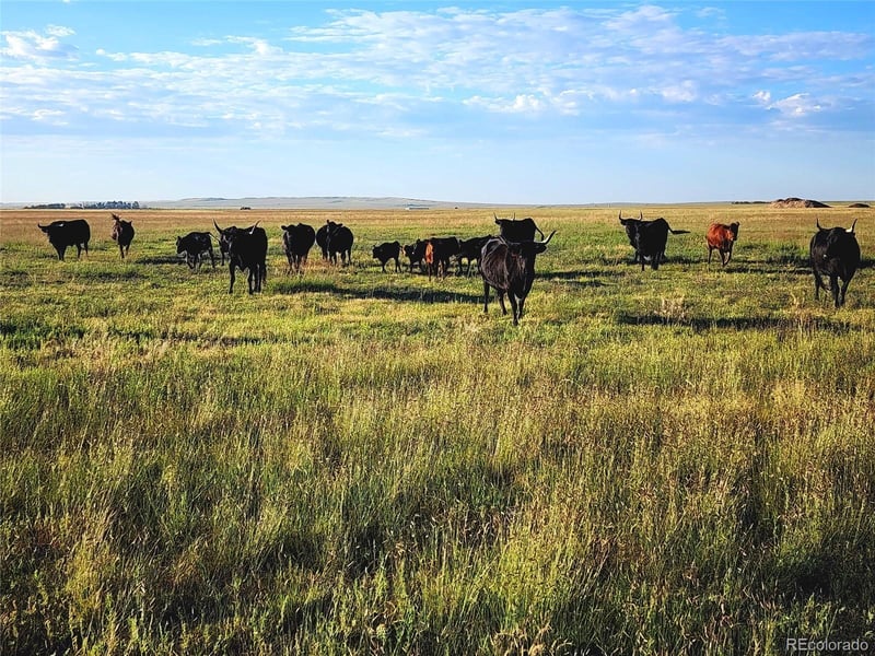 State Highway 390, Grover, CO 80729