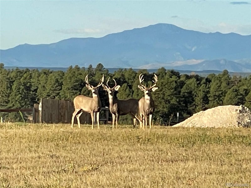 28451 County Road 49, Kiowa, CO 80117