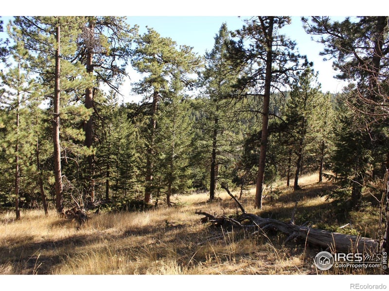 509 Forest Service, Jamestown, CO 80455