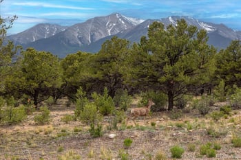 29258 Sage Ln, Buena Vista, CO 81211