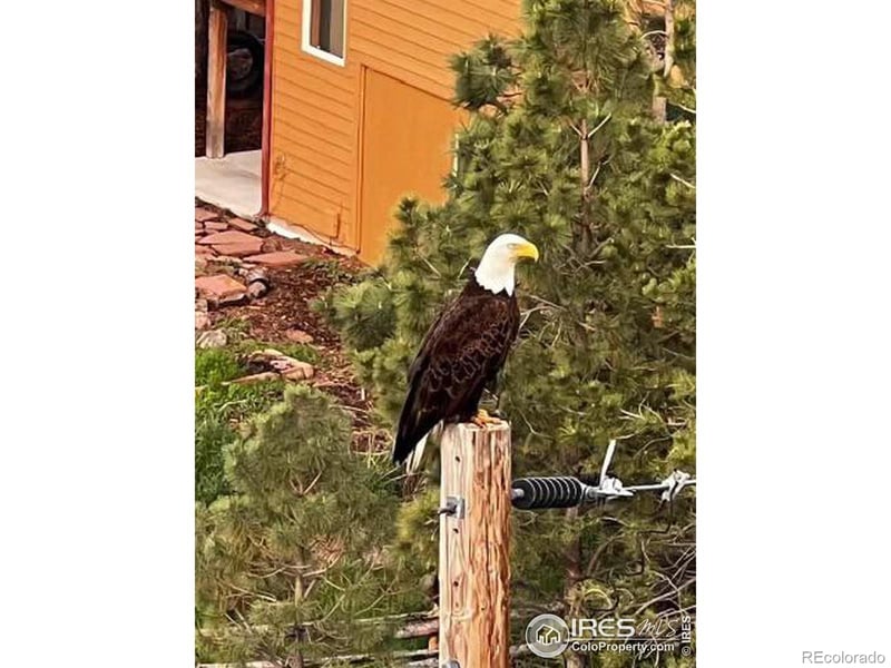 6100 Ponderosa Ln, Bellvue, CO 80512