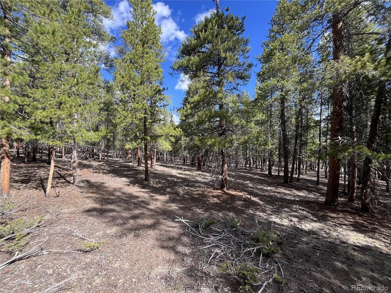 30336 National Forest Dr, Buena Vista, CO 81211