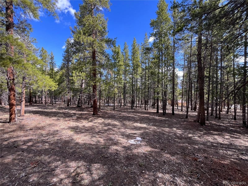 30336 National Forest Dr, Buena Vista, CO 81211