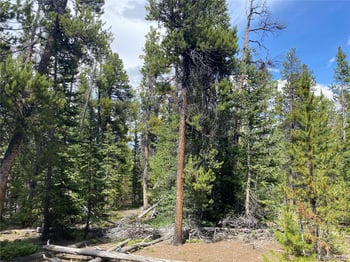 2216 Valley Of The Sun Dr, Fairplay, CO 80440