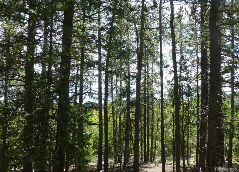 000 Lodgepole Dr, Evergreen, CO 80439