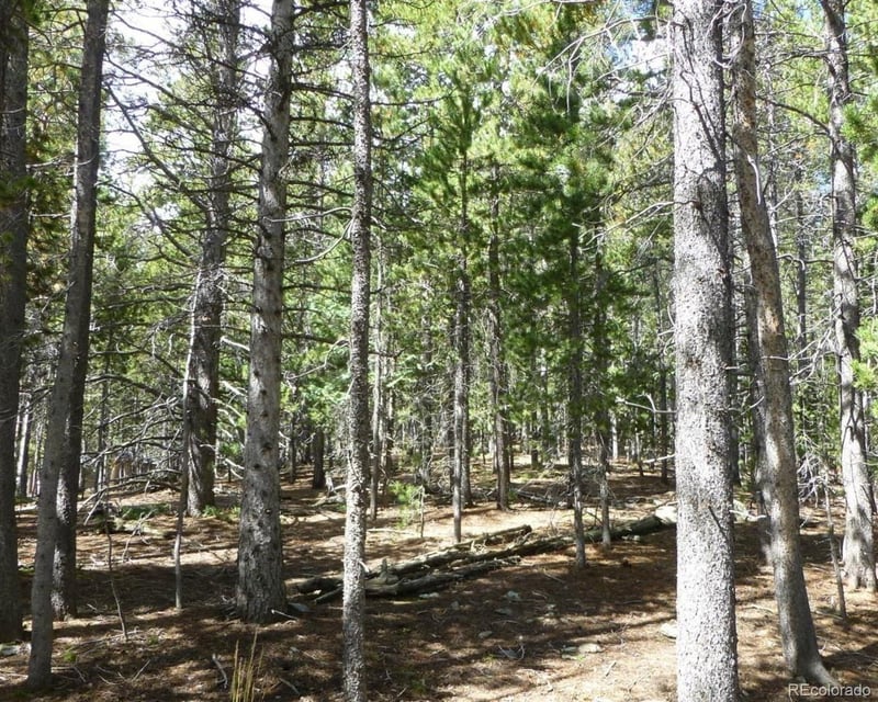 000 Lodgepole Dr, Evergreen, CO 80439