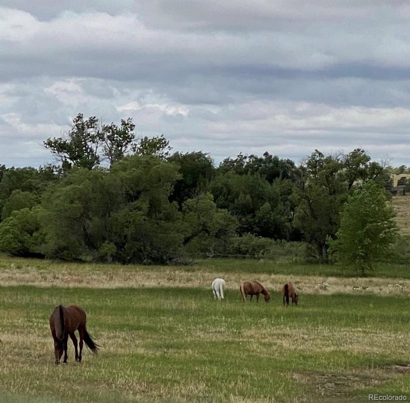 6484 Stroh Rd, Parker, CO 80134