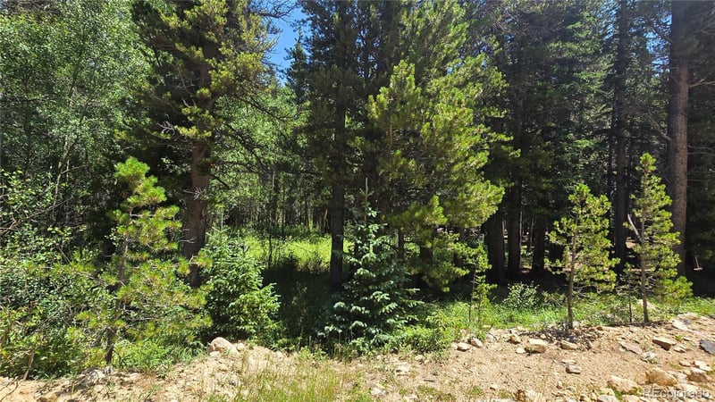 Deer, Idaho Springs, CO 80444