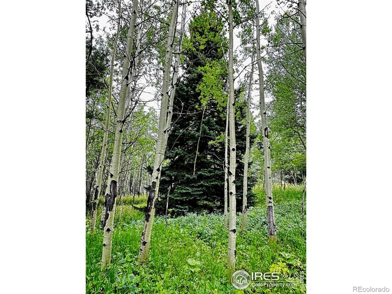 928 Ski Rd, Allenspark, CO 80510