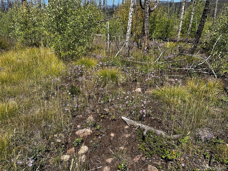 1175-1176 Macomber Ln Lot 1175-1176, Fort Garland, CO 81133