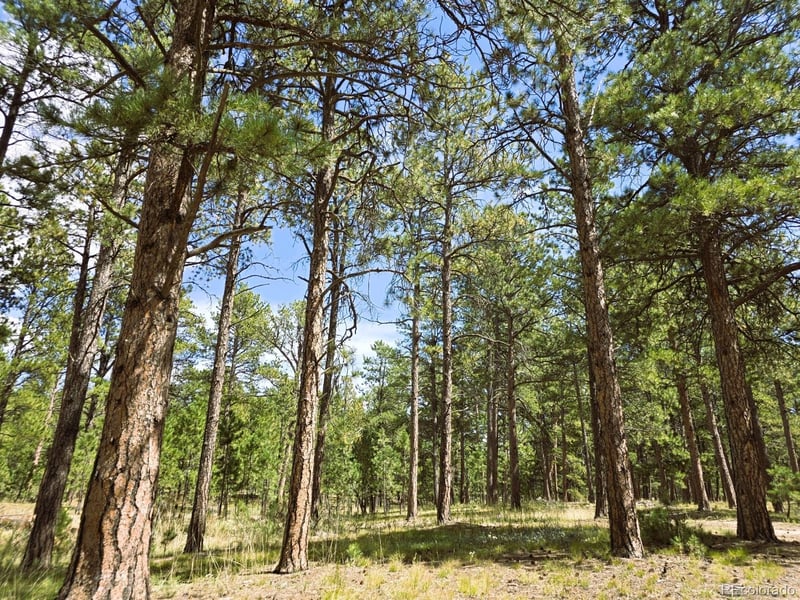S Meridian Rd, Colorado Springs, CO 80929