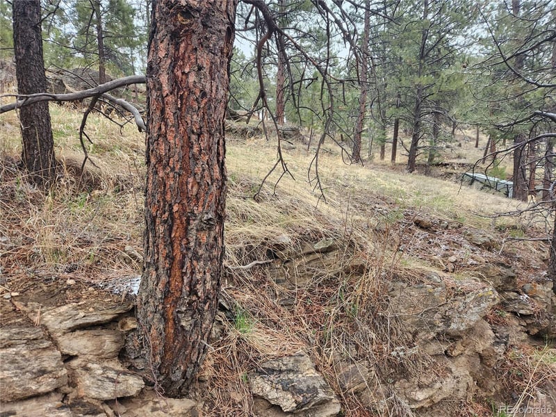 000 Forest Hill Rd, Evergreen, CO 80439