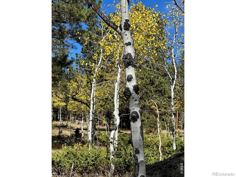 246 Tahosa Park South Rd, Allenspark, CO 80510