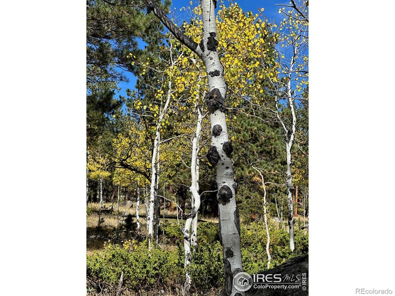 246 Tahosa Park South Rd, Allenspark, CO 80510