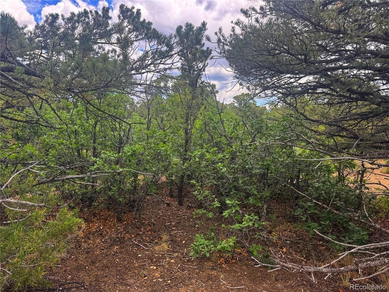 106 Colorado Land & Grazing, Walsenburg, CO 81089