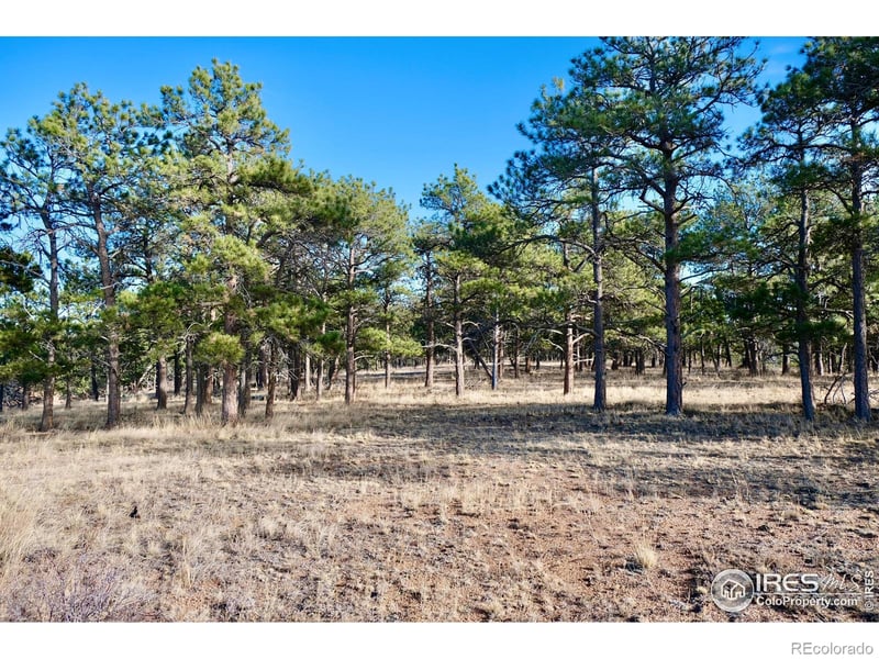 Walno Ave, Livermore, CO 80536
