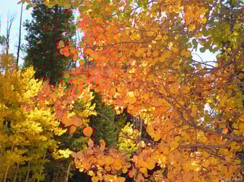 Glacier Ridge Rd, Alma, CO 80420