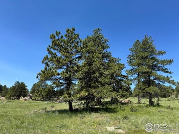 62 White Slide Mountain Ct, Livermore, CO 80536