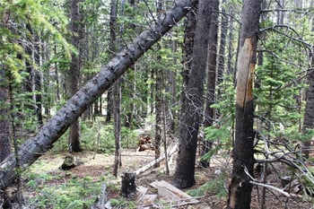 Lot 209 Upper Forest Rd, Idaho Springs, CO 80452