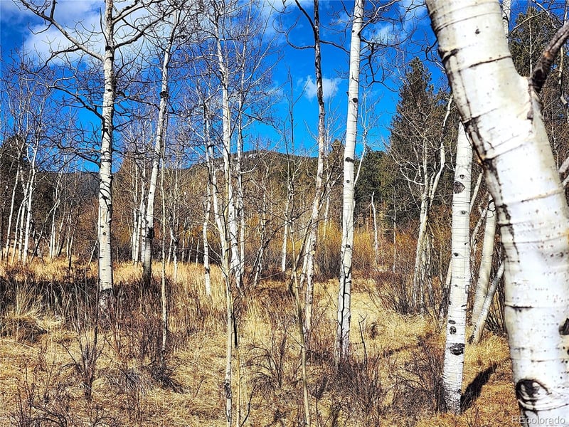 144 Gray St, Bailey, CO 80421