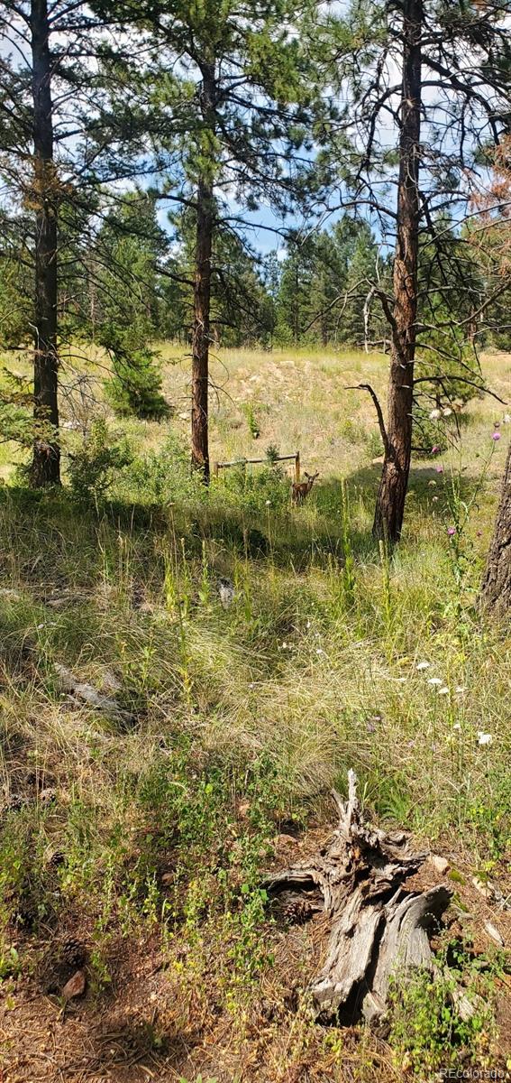 27793 Fawn Dr, Conifer, CO 80433