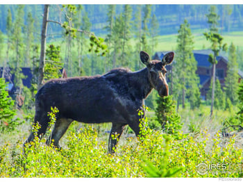 1770 Continental Peaks Cir, Estes Park, CO 80517