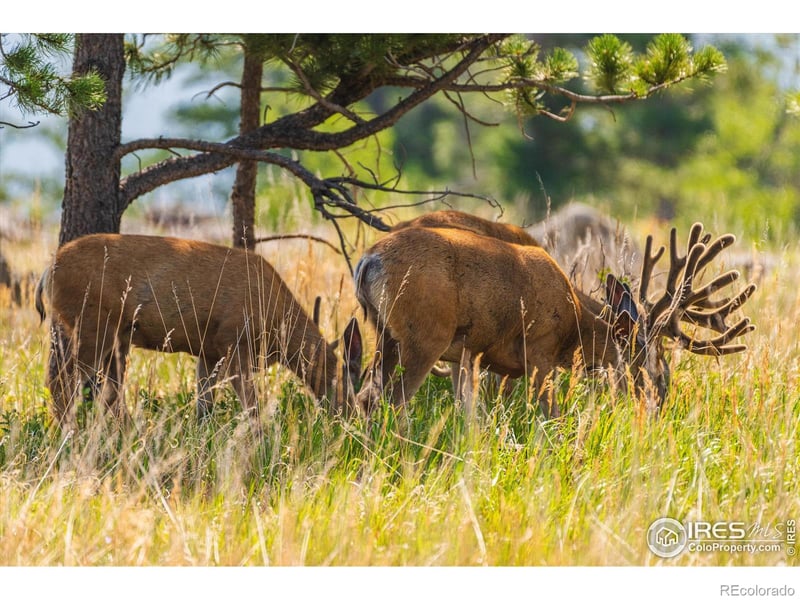 3805 Davis Ranch Rd, Bellvue, CO 80512