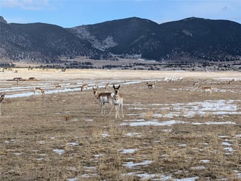 1000 Yellowstone Rd, Hartsel, CO 80449