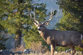 89 Jones Creek Ln, Pine, CO 80470