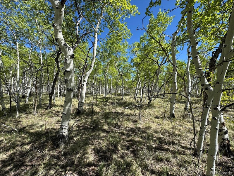 275 Oxen Ct, Hartsel, CO 80449