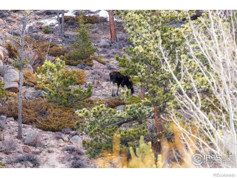 53 Ada Ct, Red Feather Lakes, CO 80545