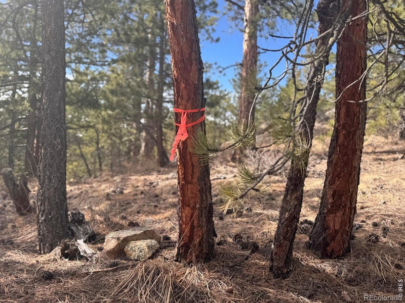 Cedar Dr, Lyons, CO 80540