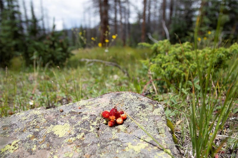 Tbd Forest Rd 503, Creede, CO 81130