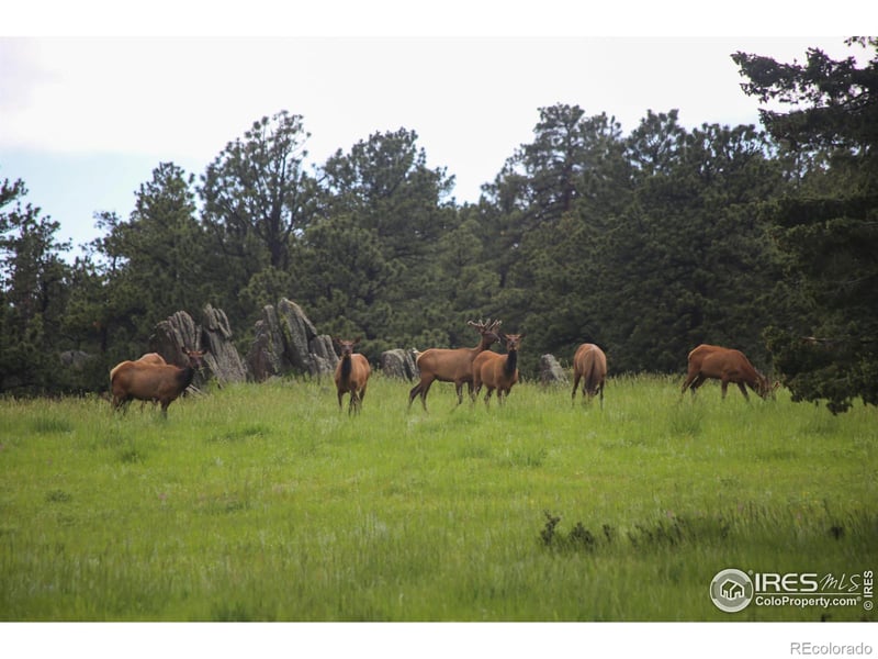 Old Flowers Rd, Bellvue, CO 80512