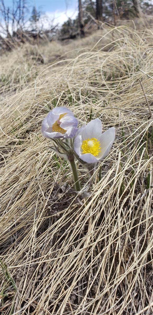 Lot 179 Duffy Ln Lot 179, Fort Garland, CO 81133