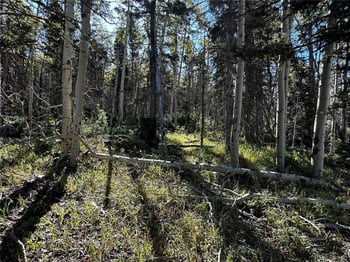 Lot 2652 Petito Dr, Fort Garland, CO 81133