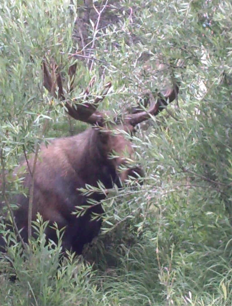527 Gcr 494, Grand Lake, CO 80447