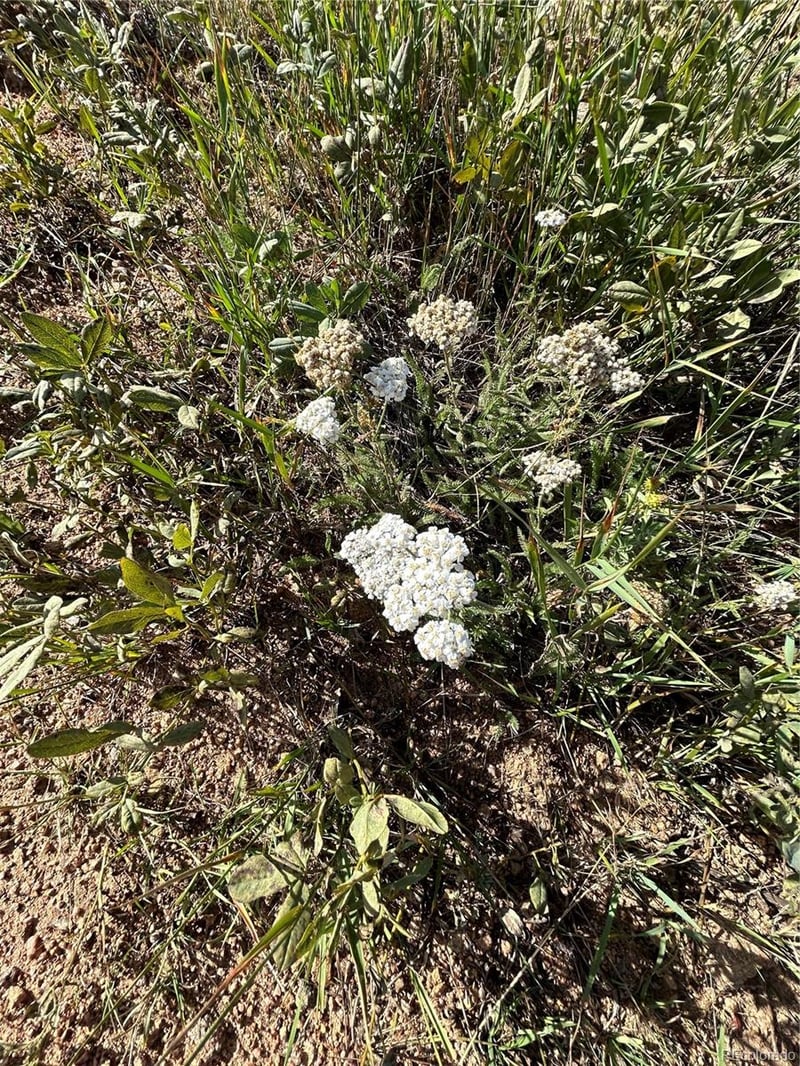 Shideler St, Cripple Creek, CO 80813